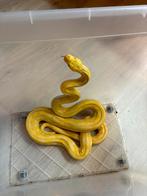 1.0 sd retic albino tiger het anery, Dieren en Toebehoren, Slang, 0 tot 2 jaar