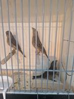 3 Mexicaanse roodmus poppen, Dieren en Toebehoren, Vogels | Overige Vogels, Vrouwelijk