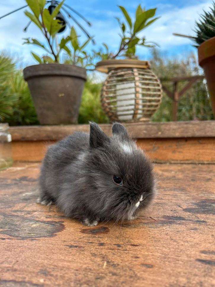 Teddydwerg baby konijntje, Dieren en Toebehoren, Konijnen, Dwerg, Mannelijk, 0 tot 2 jaar