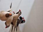 Spitsstaartamadine | Veel keuze uit tropische vogels, Dieren en Toebehoren, Meerdere dieren, Kleurkanarie