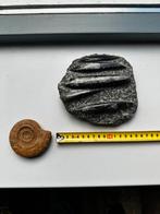 2 fossielen, Verzamelen, Mineralen en Fossielen, Ophalen of Verzenden