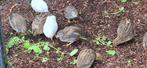 Kwartels, Dieren en Toebehoren, Vogels | Overige Vogels, Mannelijk
