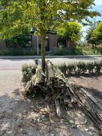 GRATIS Stookhout, Doe-het-zelf en Verbouw, Hout en Planken, Ophalen, Gebruikt, Minder dan 25 mm, Plank