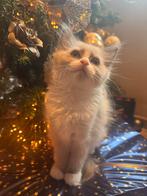 Prachtig ragdoll kitten poesje blue mink bicolor mitted, Dieren en Toebehoren, Katten en Kittens | Raskatten | Langhaar, Meerdere dieren