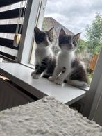 Maine coon X kittens, Dieren en Toebehoren, Meerdere dieren, Ontwormd, 0 tot 2 jaar