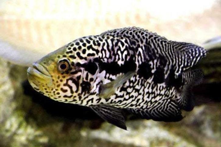 1x jaquar cichlide midden amerika  20 cm te koop, Dieren en Toebehoren, Vissen | Aquariumvissen, Zoetwatervis, Vis