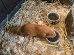 Diverse mooie gezonde cavia’s, Dieren en Toebehoren, Knaagdieren, Cavia, Meerdere dieren, Tam, Oktober