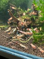 Caridina mix garnalen, Dieren en Toebehoren, Vissen | Aquariumvissen, Kreeft, Krab of Garnaal