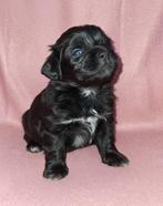 Boomer pups, Dieren en Toebehoren, Overige rassen, 8 tot 15 weken, Meerdere, Meerdere dieren