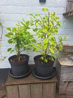 2 citroen boompjes, Tuin en Terras, Planten | Tuinplanten, Ophalen, Zomer, Overige soorten, Volle zon