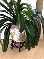 Prachtige plant met grote Chinese pot, Ophalen