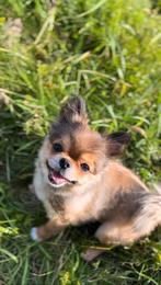 Ik zoek een teefje voor dekken met mijn reu, Dieren en Toebehoren, Honden | Chihuahua's en Gezelschapshonden, Eén hond, Chihuahua