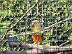 Mooie kleurrijke volièrevogels Pyrrhura, Dieren en Toebehoren, Vogels | Parkieten en Papegaaien, Meerdere dieren, Parkiet, Geringd