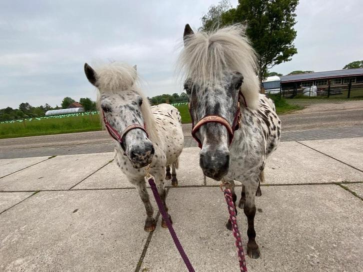 Appaloosa pony, Dieren en Toebehoren, Pony's, Ruin, A pony (tot 1.17m), Gechipt, Ontwormd, Ingeënt