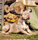 Dekreu beschikbaar Bully XL, Rabiës (hondsdolheid), Reu, Eén hond, 3 tot 5 jaar