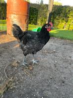 Australorp haan, Dieren en Toebehoren, Pluimvee, Mannelijk, Kip