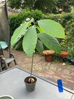 Avocado plant, Huis en Inrichting, Kamerplanten, Ophalen, Overige soorten, Minder dan 100 cm