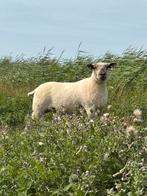 Hampshire Down X Texelaas drachtig van Texelaar, Dieren en Toebehoren, Vrouwelijk, Schaap
