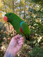 Super tamme pratende edelpapegaai + garantie, Dieren en Toebehoren, Mannelijk, Papegaai, Geringd