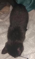 Kittens, Ophalen, Nieuw