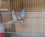 Koppeltjes diamantduiven, Dieren en Toebehoren, Vogels | Duiven, Mannelijk, Postduif
