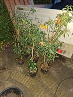 Portugese Laurier in Pot - 5 stuks, Tuin en Terras, Planten | Bomen, Halfschaduw, Overige soorten, Lente, Minder dan 100 cm