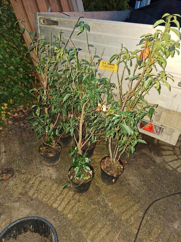 Portugese Laurier in Pot - 5 stuks, Tuin en Terras, Planten | Bomen, Overige soorten, Minder dan 100 cm, Halfschaduw, Lente, In pot