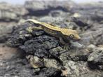 7x Wimpergekko baby 2025 (Trix x Maximus), Dieren en Toebehoren, Hagedis, 0 tot 2 jaar