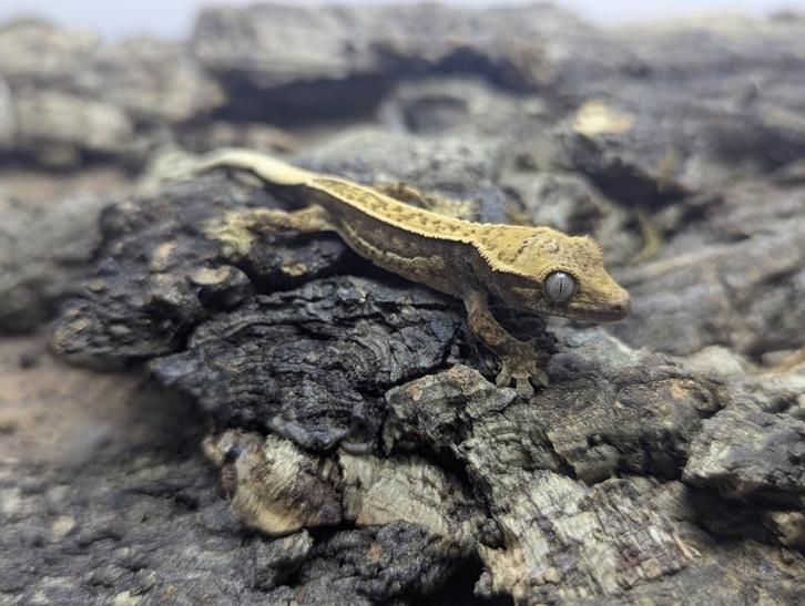 7x Wimpergekko baby 2025 (Trix x Maximus), Dieren en Toebehoren, Reptielen en Amfibieën, Hagedis, 0 tot 2 jaar