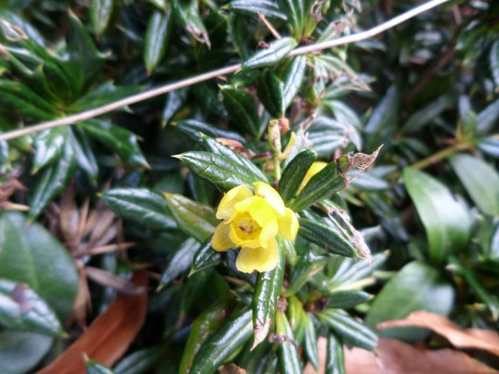 Berberis candidula, groenblijvende heester, met gele bloemen, Tuin en Terras, Planten | Struiken en Hagen, Struik, Overige soorten