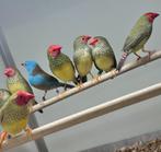 Binsenastrildes, Meerdere dieren