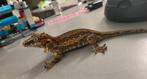 M Gargoyle gecko "mag zsm weg", Dieren en Toebehoren, Reptielen en Amfibieën, Tam, Hagedis, 3 tot 6 jaar