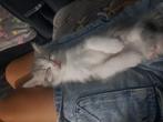Britse langhaar kitten, Dieren en Toebehoren, Katten en Kittens | Raskatten | Langhaar, Kater