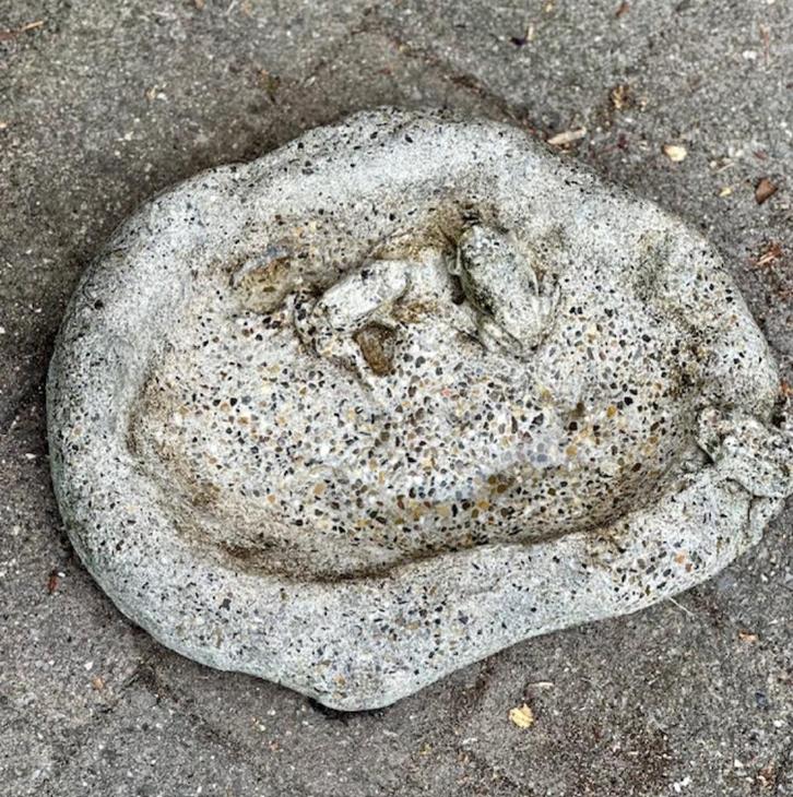 Betonnen waterbak met kikkertjes, Tuin en Terras, Vogelhuisjes en Vogelbaden, Gebruikt, Ophalen of Verzenden