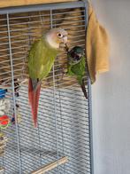 2 pyrrhura met kooi vogel vogels (papegaai) vogelkooi, Mannelijk, Dwergpapegaai of Agapornis