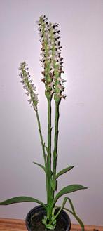 Herfstschroeforchidee - Spiranthes spiralis, Ophalen of Verzenden