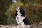 Cavalier King Charles Spaniel teefje zoekt 6-sterrenhuis, 6 jaar of ouder, Particulier, Rabiës (hondsdolheid), Buitenland