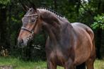Lieve allround ruin zoekt mooi huis, Dieren en Toebehoren, Paarden, Ruin