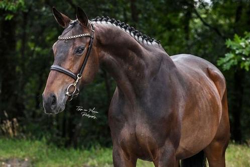 Lieve allround ruin zoekt mooi huis, Dieren en Toebehoren, Paarden, Ruin