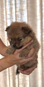 Raszuivere mini pomeriaan pups (pomeranian) 5 weken oud, Keeshond, 8 tot 15 weken, Meerdere, Meerdere dieren