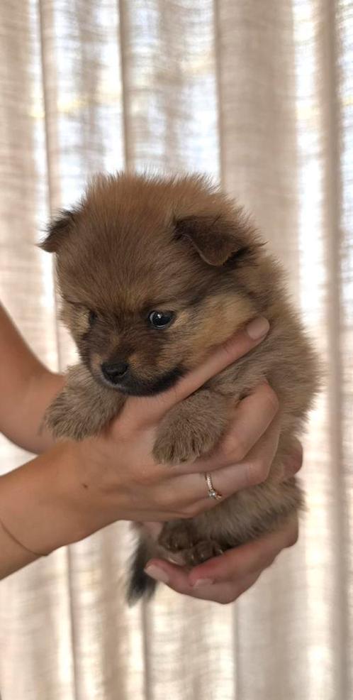 Raszuivere mini pomeriaan pups (pomeranian) 5 weken oud, Dieren en Toebehoren, Honden | Poolhonden, Keeshonden en Oertypen, Meerdere dieren