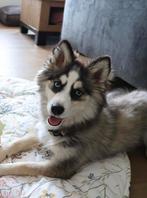 Pomsky zoekt nieuw liefdevol huis, Dieren en Toebehoren, Rabiës (hondsdolheid), 15 weken tot 1 jaar, Overige rassen, Teef