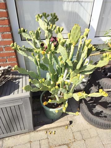 Grote Cactussen - Diverse Soorten beschikbaar voor biedingen