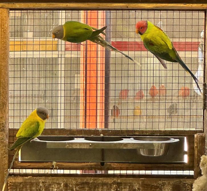 Pruimkop parkieten, Dieren en Toebehoren, Vogels | Parkieten en Papegaaien, Parkiet, Meerdere dieren