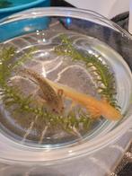 Axolotl’s albino, Dieren en Toebehoren, Amfibie