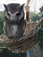Witgezicht uil tarsel 2024 wildbroed, Dieren en Toebehoren, Mannelijk, Wildzangvogel, Geringd