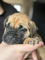 Bullmastiff pups, Dieren en Toebehoren, Overige rassen, 8 tot 15 weken, CDV (hondenziekte), Meerdere