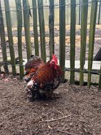 5 hanen, Mannelijk, Kip