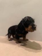 RUWHARIGE dwergteckel pups BLACK & TAN, Dieren en Toebehoren, Rabiës (hondsdolheid), 8 tot 15 weken, Meerdere, Meerdere dieren