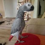 Grijzeroodstaart, Dieren en Toebehoren, Vrouwelijk, Papegaai, Pratend